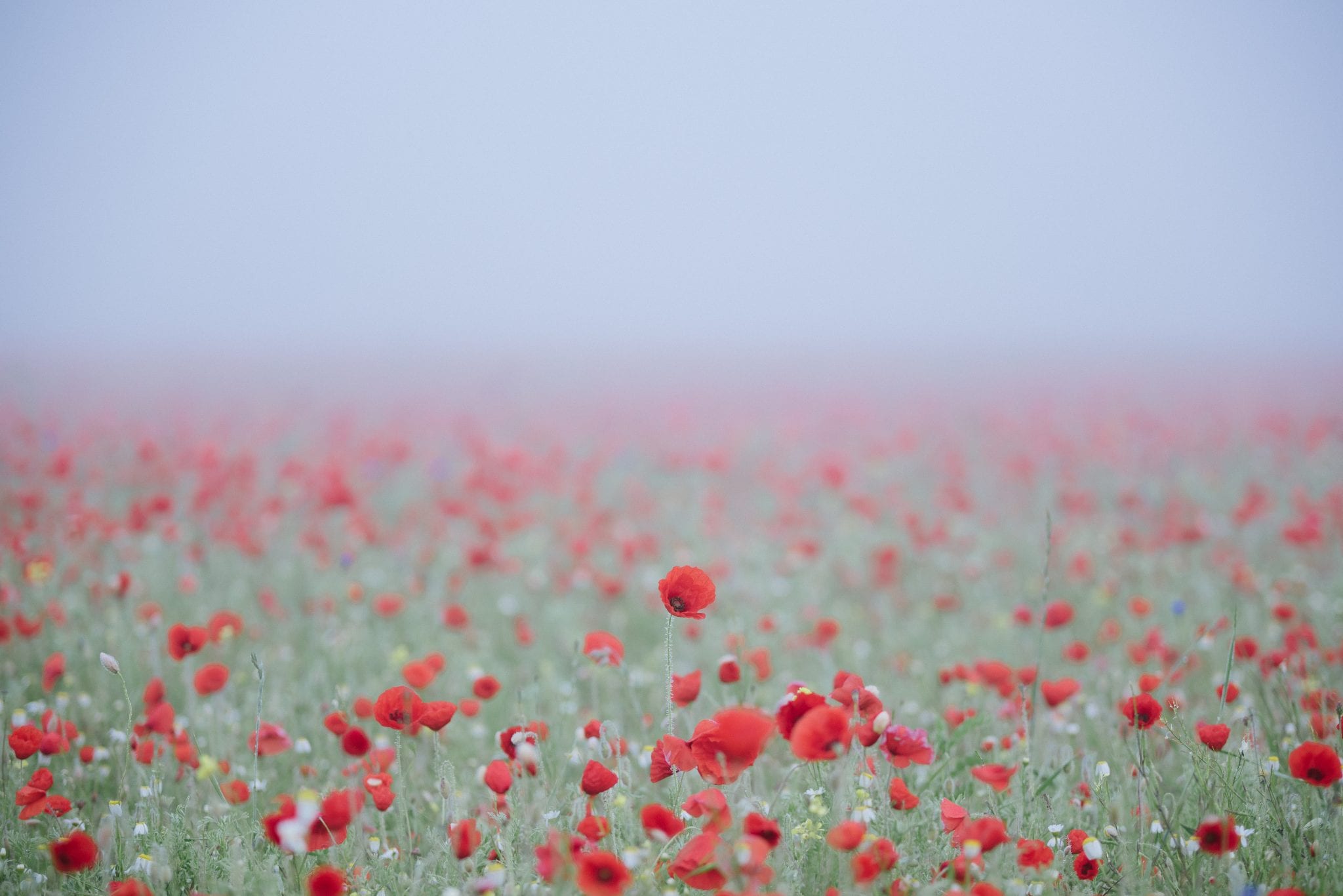 Remembrance day poppies