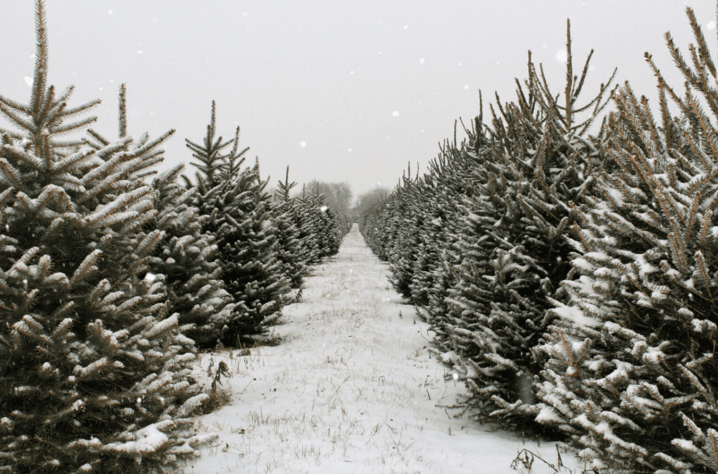 Where to Pick Up Your Christmas Tree in Kelowna This Holiday Season ...